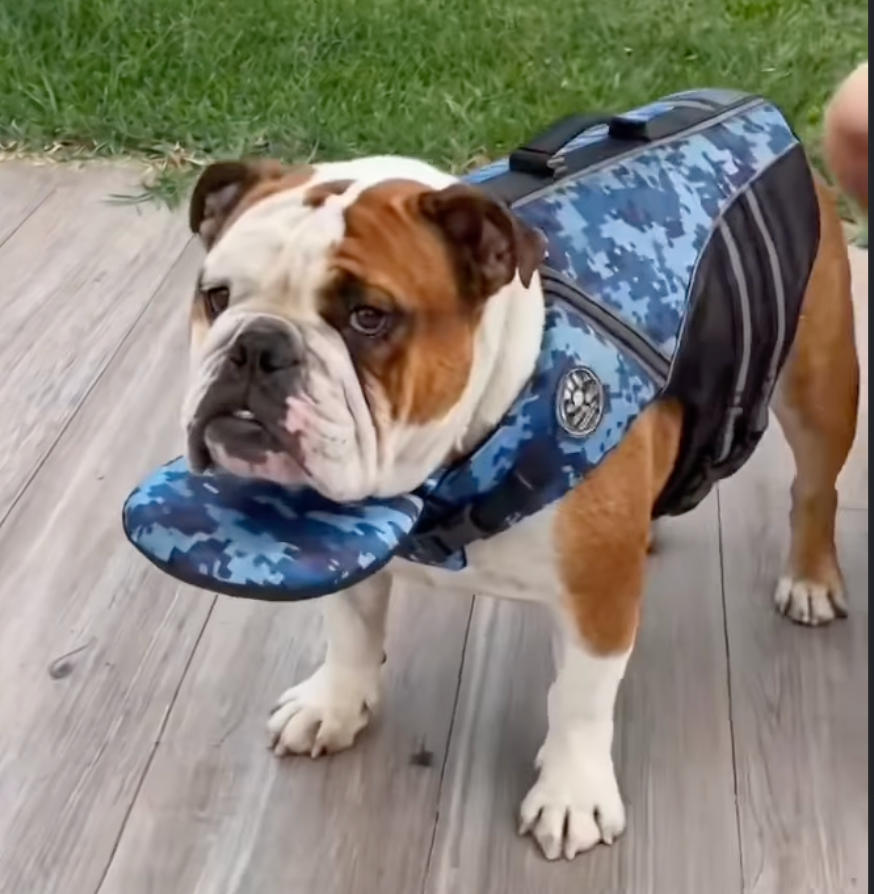 DogVest™ Schwimmweste